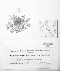 Puccinia silphii image